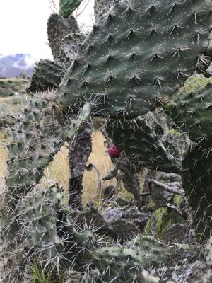  The Princess and the Prickly Pear! A Colombian Folk Tale Exploring Love, Sacrifice, and Unexpected Transformations