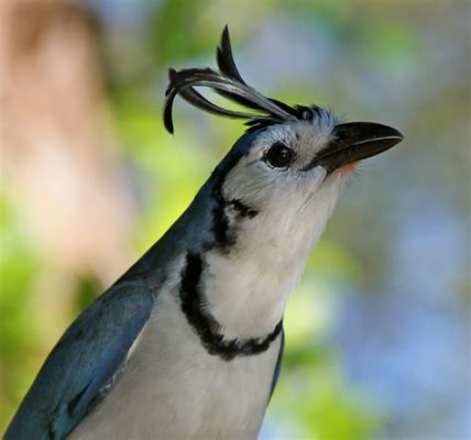  Quecke, Queake, What a Curious Bird indeed!